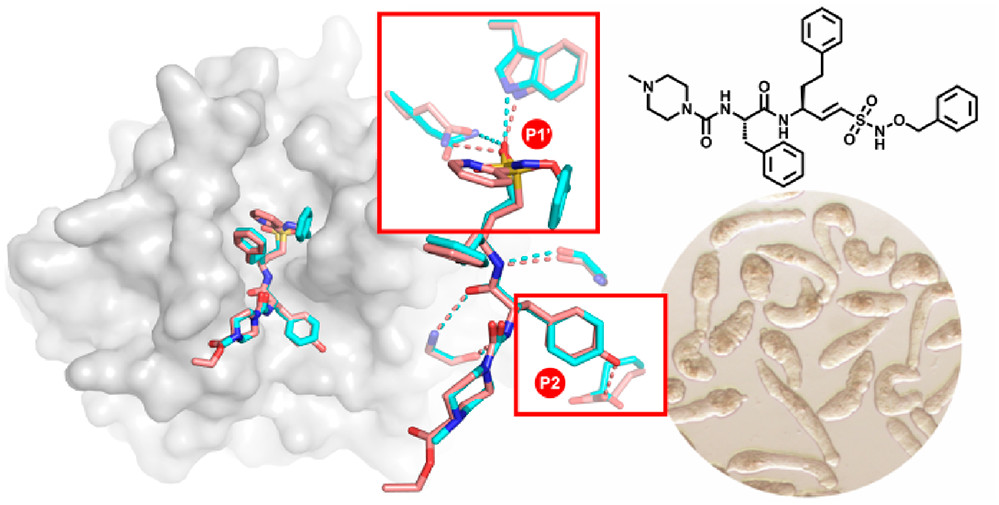 Publications Michael Mares Group