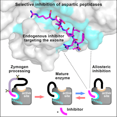 Novel Structural Mechanism of Allosteric Regulation of Aspartic Peptidases via an Evolutionarily Conserved Exosite